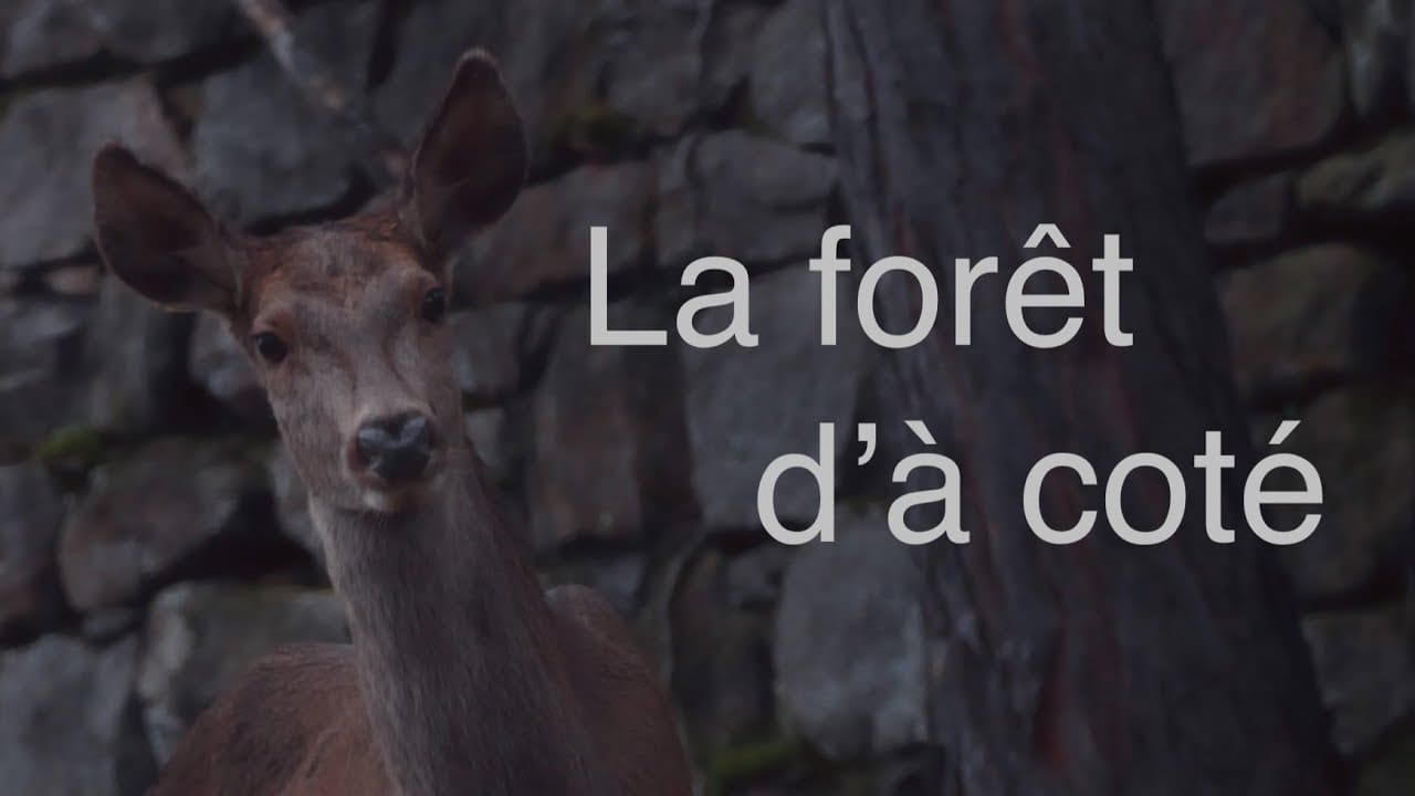 La fôret d'a coté